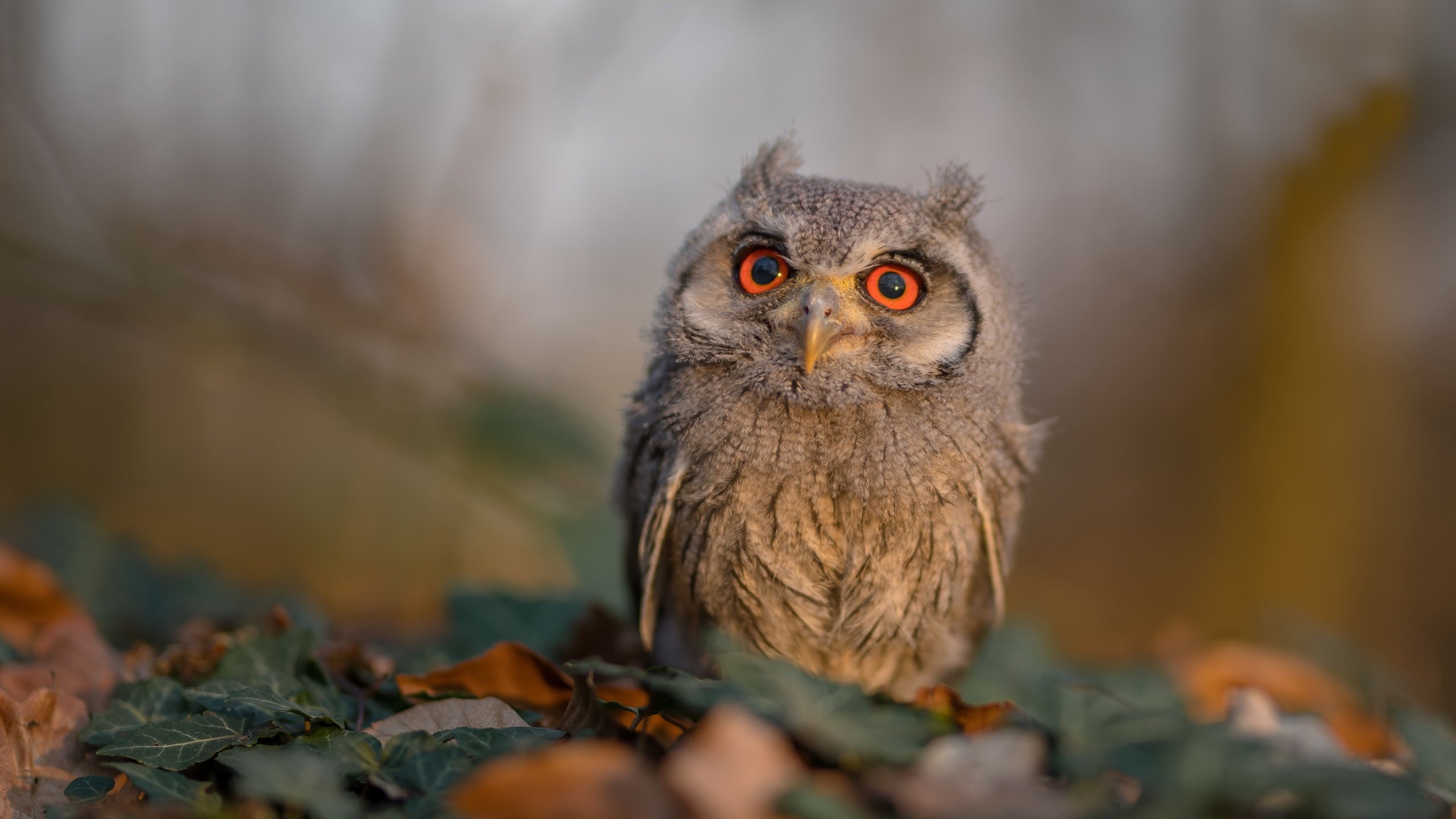 开云真人-克洛普宣布离开利物浦，结束九年执教生涯，克洛普执教利物浦成绩
