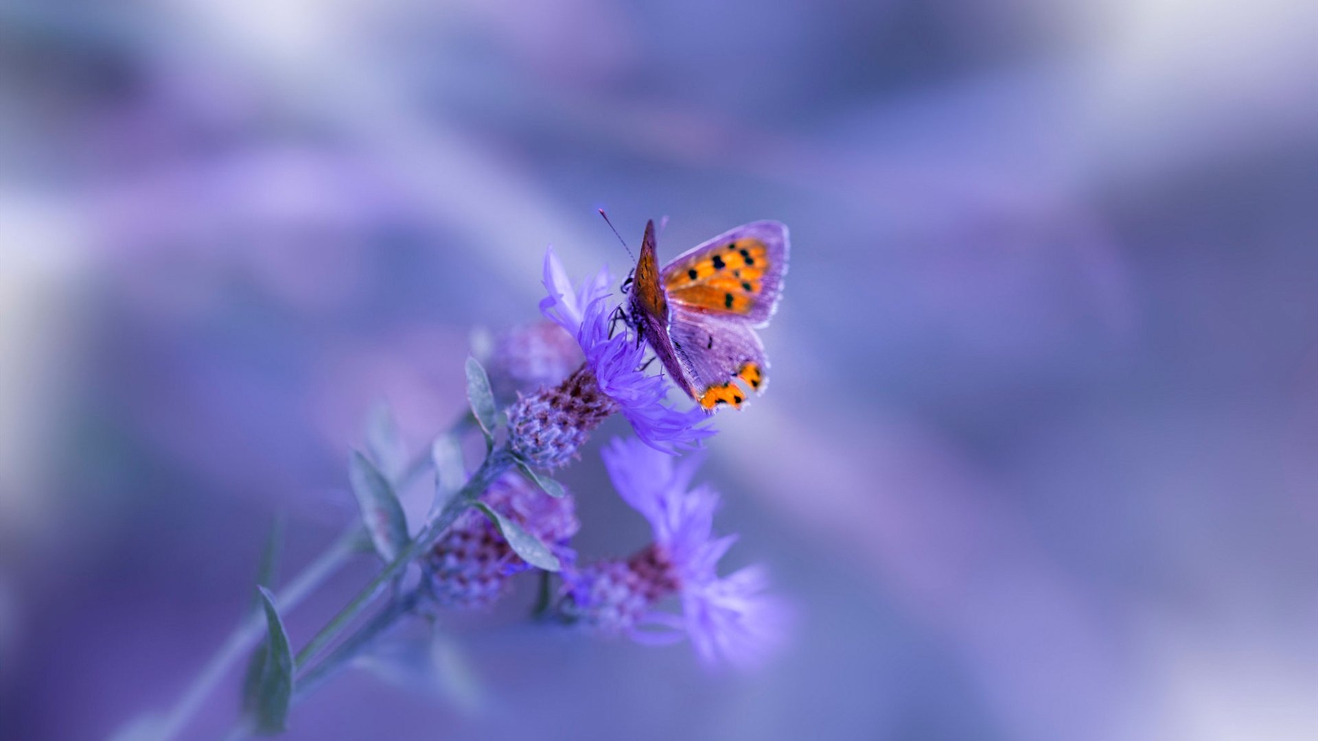 开云中国官网-凯尔特人历史系列展览登陆波士顿美术馆，凯尔特人boston