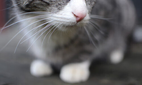 开云体育官方网站-德甲：“黑马”崛起，颠覆传统强队格局，德甲榜首大战